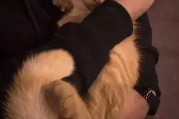 Найдена кошка, Нахабино, фото: Кошка найдена: Красноармейская 66, Нахабино