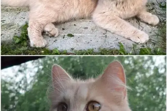 Кошки потеряшки, Зеленоград, фото: Потеряшка кошка, проезд 5253, к521, Зеленоград