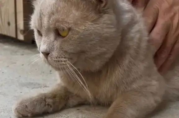 Найдена кошка, Краснодар, фото: Кошка найдена на Восточно-Кругликовской, Краснодар