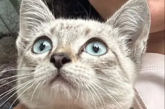 Найдена кошка, , фото: Найден котенок, улица Герцена, 12А