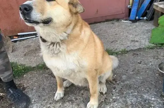 Найдена собака в Литвинках, Тверь