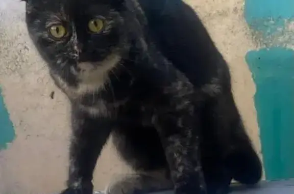 Кошка найдена: ул. Твардовского, 34