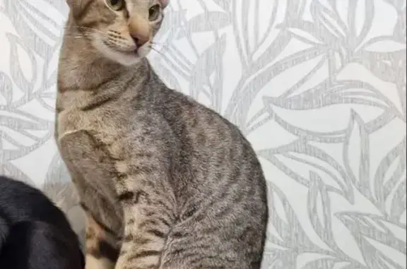 Объявления о пропавших и найденных животных, Балашов, фото: Пропала беременная кошка, Ленина 118