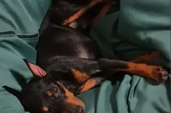 Собаки потеряшки, Ростов-на-Дону, фото: Потеряшка собака, Зоологическая 79А, Ростов