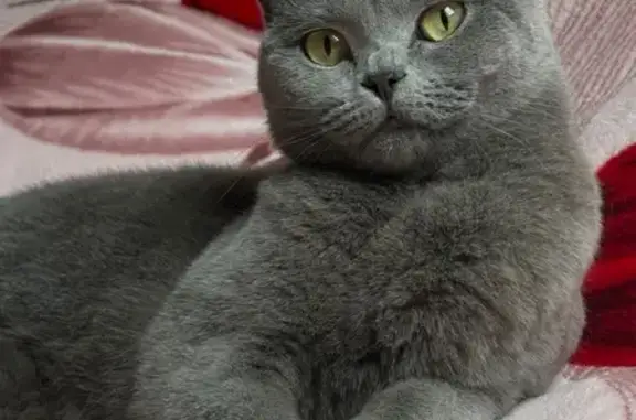 Кошки потеряшки, Иркутск, фото: Потеряшка кошка, Иркутск, ул. 92