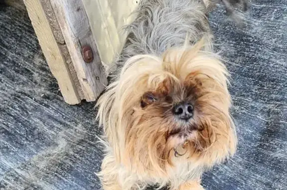 Собака найдена: ул. Артёма, 59, Челябинск