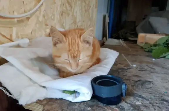 Найдена кошка, Приморский край, фото: Кошка найдена: Владивосток, Приморье