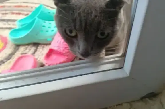 Найдена кошка, Сельцо, фото: Кошка найдена: Школьная ул, 29, Сельцо