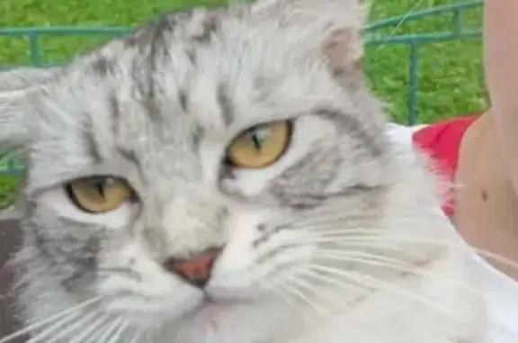 Кошка найдена, ул. Иванова 11, Щёлково
