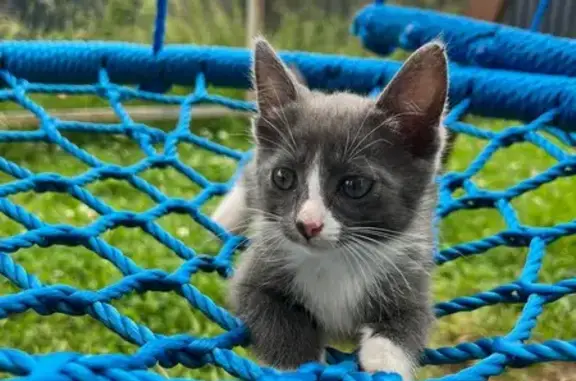 Кошки потеряшки, Московская область, фото: Потеряшка кошка, Московская обл., Белые носочки