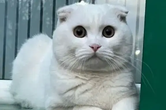 Кошки потеряшки, Гудермес, фото: Потеряшка кошка, Гудермес, Чечня