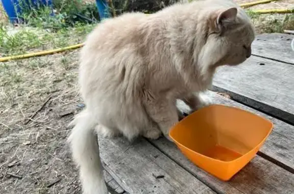 Кошки потеряшки, Большесальское, фото: Потеряшка кот Симба, 4-я ул., Большесальское