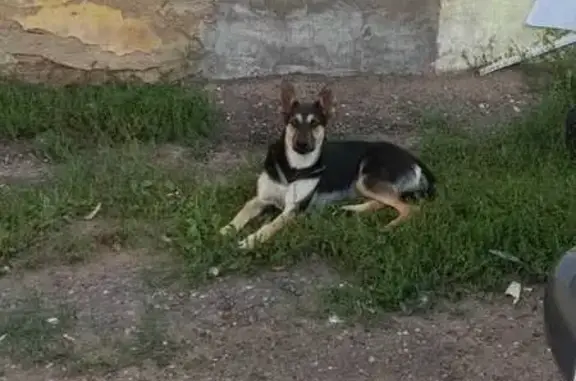 Найдена собака, Оренбург, фото: Найдена собака, Пушкинский бульвар, Оренбург