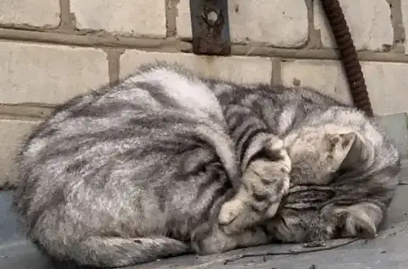 Кошка найдена: Новая ул., 6