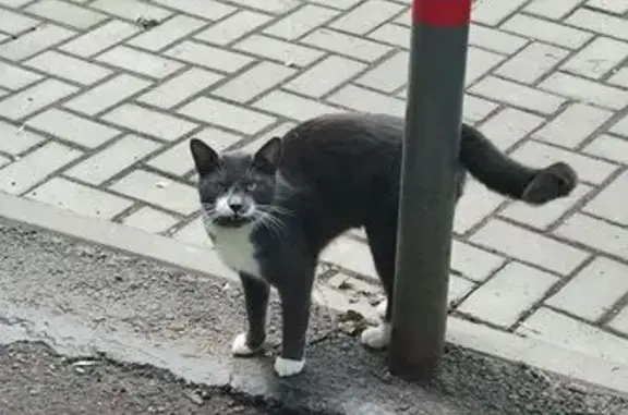 Найдена кошка, Софийская ул. 53, СПб