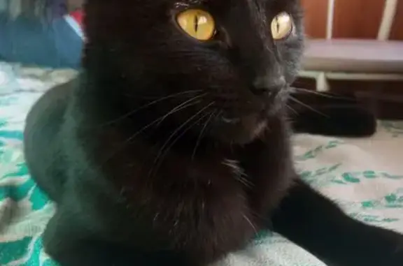 Найдена кошка, Омск, фото: Найдена кошка, Лесной проезд 5, Омск