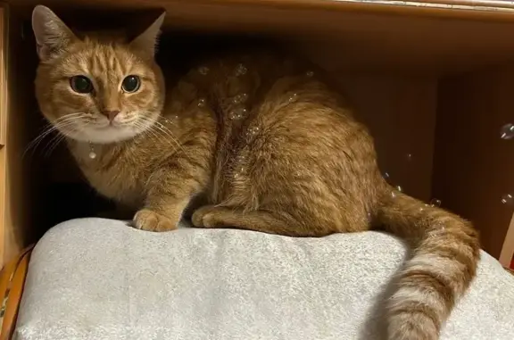 Кошки потеряшки, Ирбит, фото: Потеряшка кошка, Комсомольская 1А, Ирбит