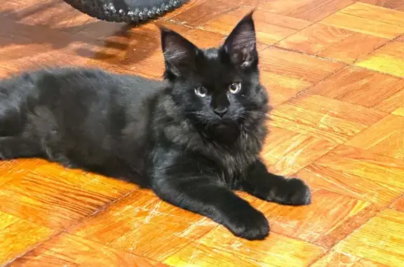 Кошки потеряшки, Санкт-Петербург, фото: Потеряшка черная кошка, Зверинская 38