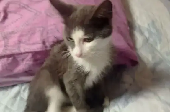 Кошка найдена на Астраханской, 17, Тюмень