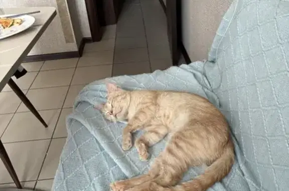 Кошка найдена: Ново-Александровская 14