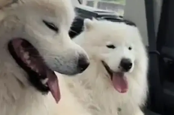 Найдена собака, Московская область, фото: Собаки найдены у с.Атепцево, МО 46Н-06014