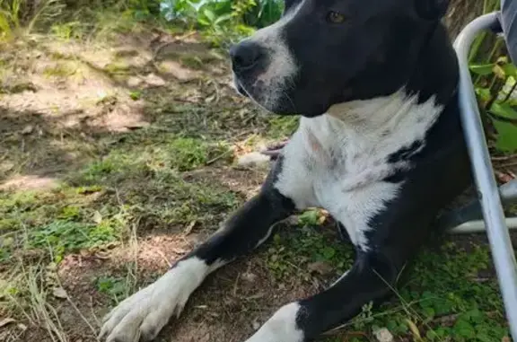 Собаки потеряшки, Конаково, фото: Потеряшка собака, Первомайская 28, Конаково