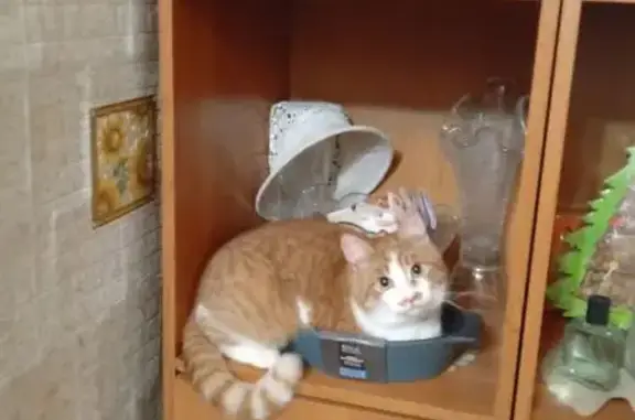 Кошки потеряшки, Брянская область, фото: Потеряшка кошка в Толмачево, Брянская обл.