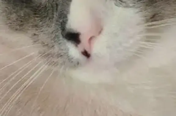 Кошки потеряшки, Петрозаводск, фото: Потеряшка кошка, ул. Трудовых Резервов 7/1