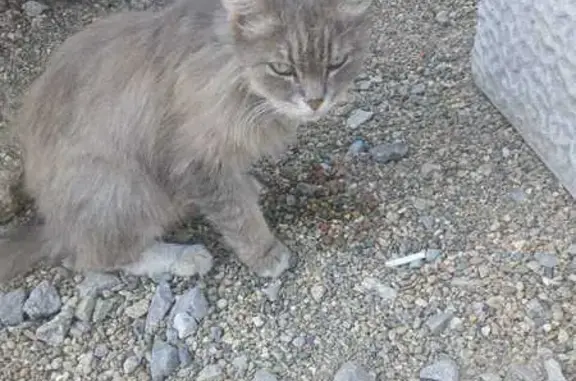 Кошка найдена: Курортный проезд, 3, Краснодар