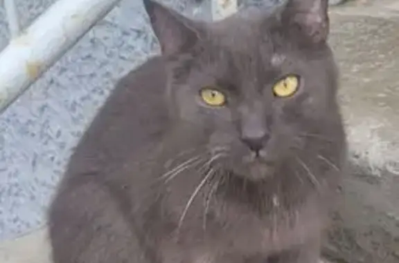 Крупный серый котик найден, Гастелло 4