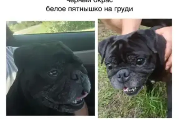 Собака найдена: ул. Мира, Панино