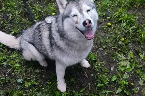 Найдена собака, Королёв, фото: Хаски найдена: Станционная пл., 26А, Королёв