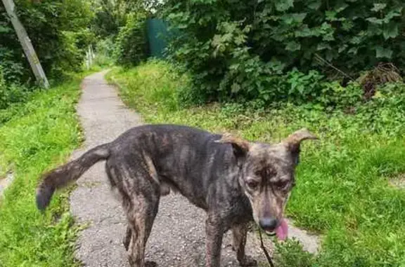 Собака найдена: Федюково, ЖК Солнечный берег