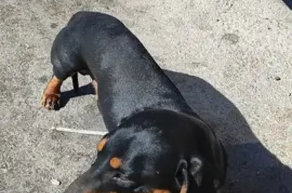 Такса ждет хозяина: Будищева, 18, Севастополь