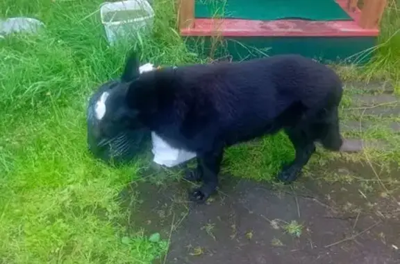 Найдена собака, Кильдинстрой, фото: Овчарка найдена: Полярная, 4, Кильдинстрой