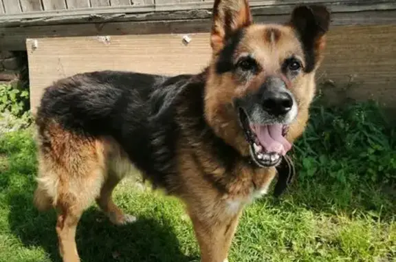 Найдена собака, Большое Буньково, фото: Овчарка найдена: мкрн. Фабрики, дом 16