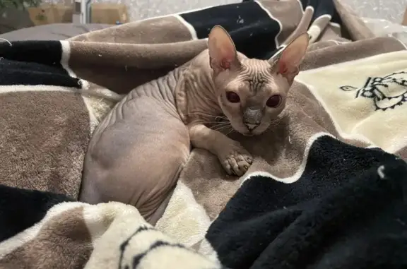 Кошки потеряшки, Северская, фото: Потеряшка кошка, ул. Ленина 142, Северская