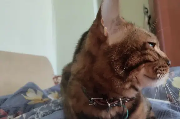 Кошки потеряшки, Псков, фото: Потеряшка кот Арчи, ул. Н. Васильева, 72, Псков