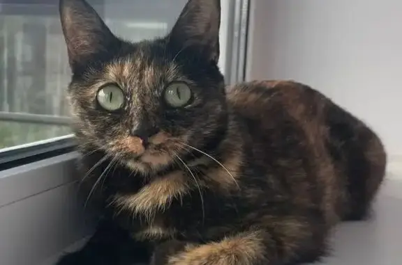 Кошки потеряшки, Петрозаводск, фото: Потеряшка кошка на ул. Зайцева, 26, Петрозаводск