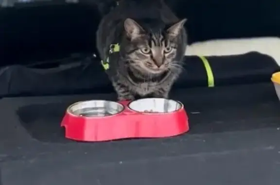 Объявления о пропавших и найденных животных, Сортавальский муниципальный округ, фото: Пропала кошка, А-121, Карелия