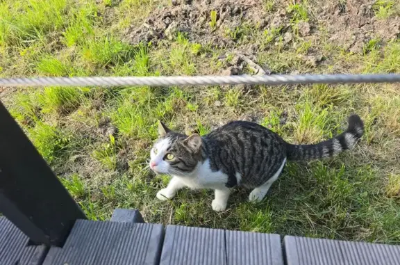 Кошка найдена на пр. Авиаконструкторов