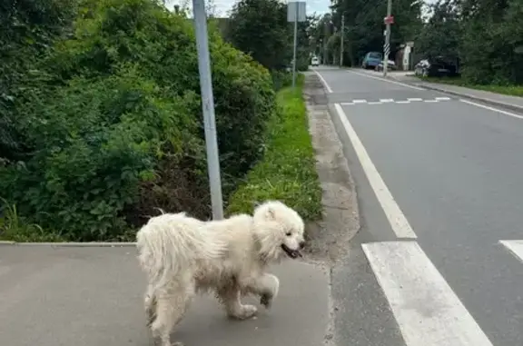 Найдена собака, Московская область, фото: Найдена собака в Ликино, МО
