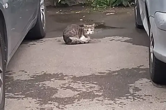 Кошка найдена на Щербаковской, 41А