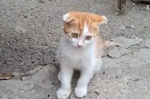 Пропала кошка, Одесский пер., 17, Ставрополь