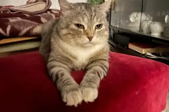 Пропала кошка в Заболотье, МО