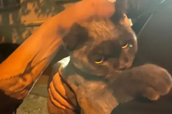 Найдена кошка: Люблинская ул., 17 к1