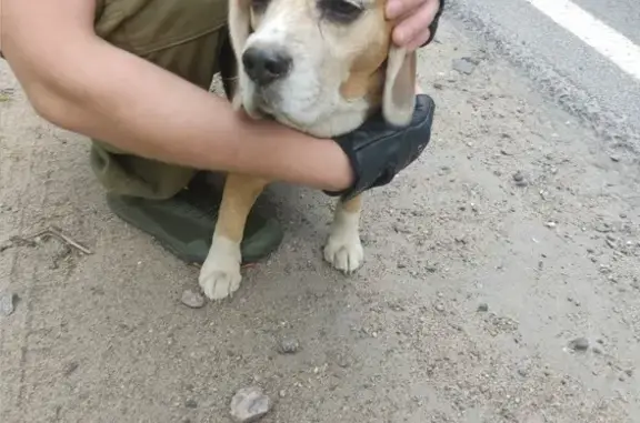 Найдена собака, Лесколово, фото: Собака найдена: Красноборская ул, 11, Лесколово