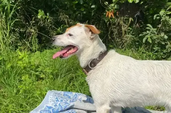 Собаки потеряшки, Рошаль, фото: Потеряшка собака, ул. Карла Маркса, 5, Рошаль