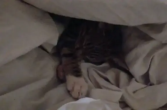 Кошки потеряшки, Бежецк, фото: Потеряшка серая кошка, 2-й проезд, 5, Бежецк