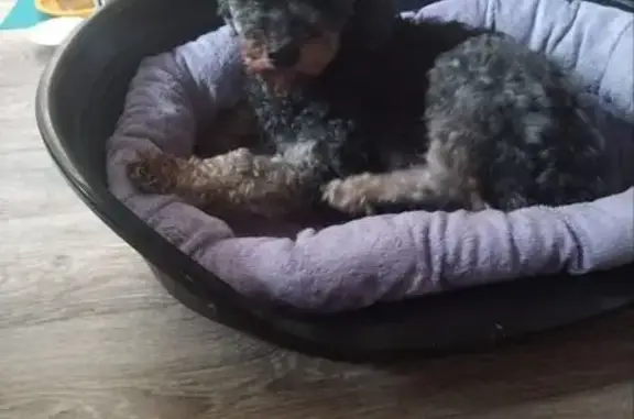 Собака найдена, Электропосёлок 3, Малаховка